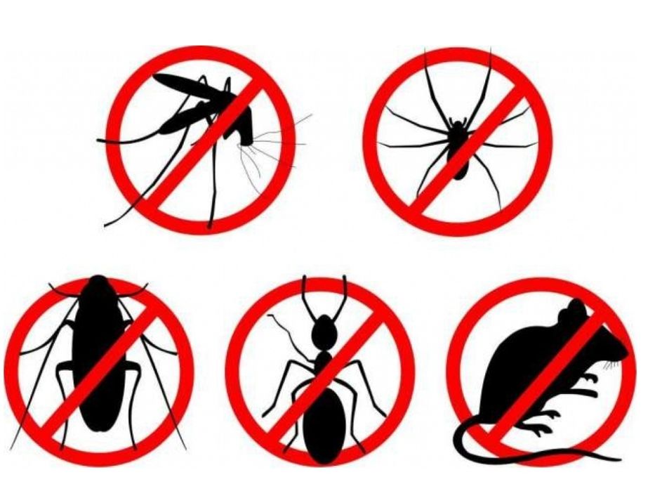 Дезинфекция дератизация