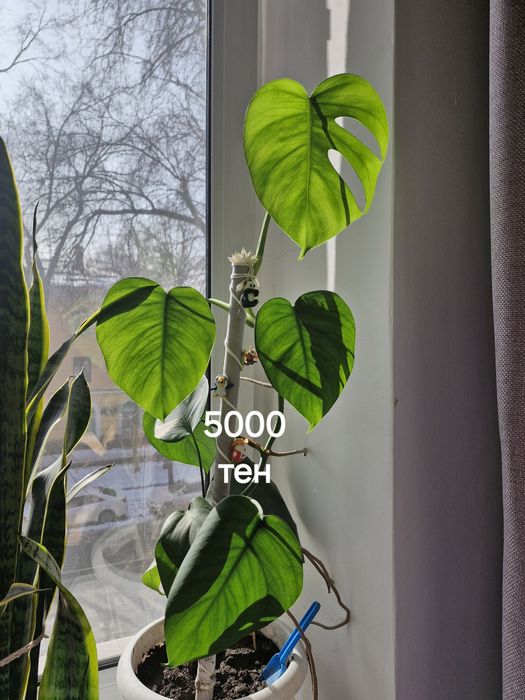 Комнатные цветы.