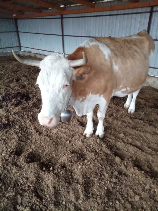 Vând vaca de 7 ani