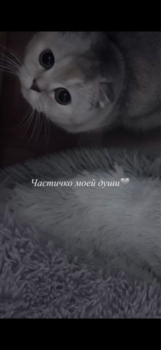 Ищем жениха для моей кошки)