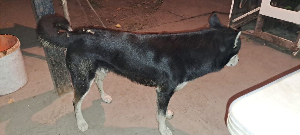 Хаски мальчик, 1,5 года