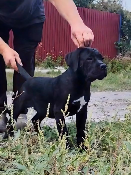 Продаются отличные щенки кане-корсо