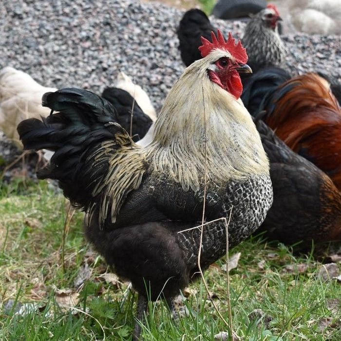 Продам петушков! (Пародистых)