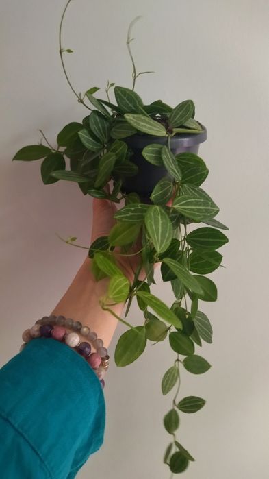 Дисхидия овата, продам