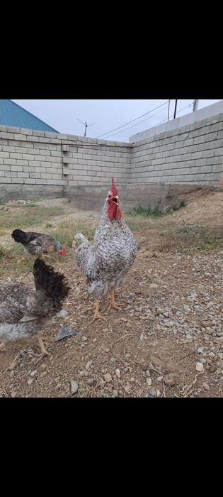 Яицо для инкубаций