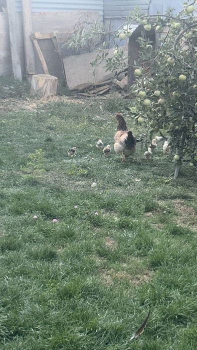 Продам кур и цыплят ,