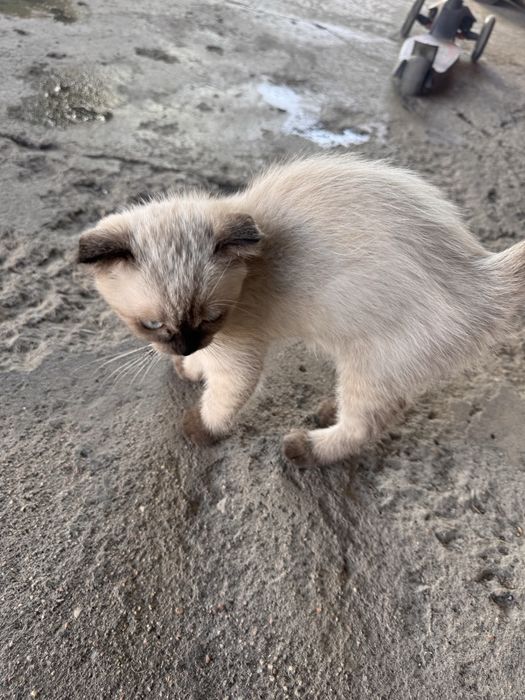 Котенок в добрые руки