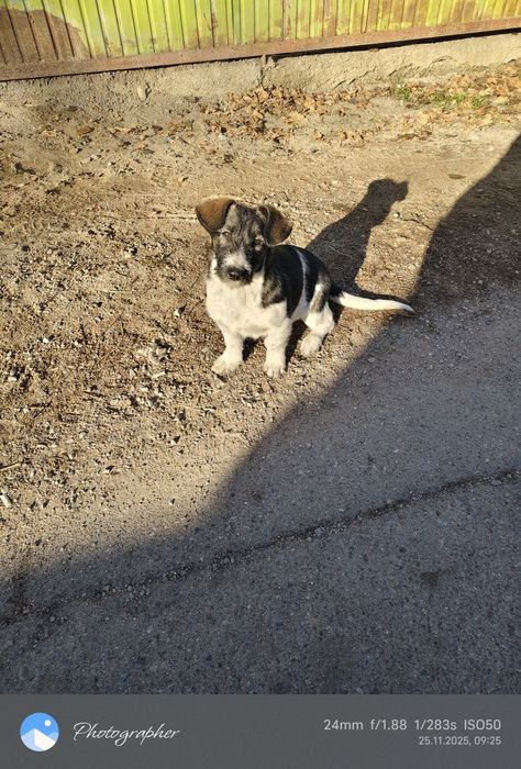 Отдам щенков девочек