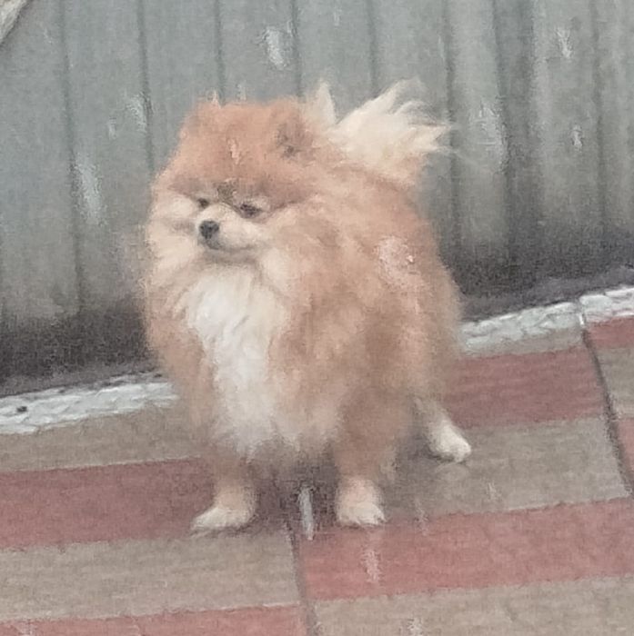 Девочка померанского шпица