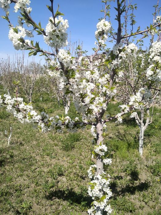 24 сотых уй жой сотлади