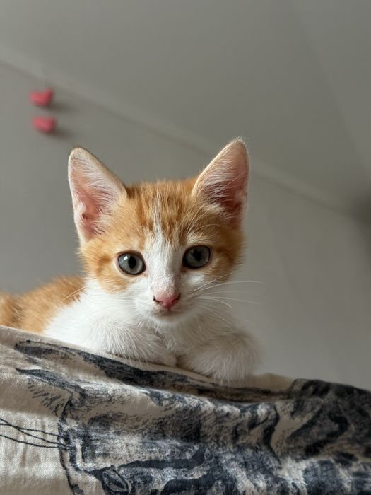 Котенок рыжий.