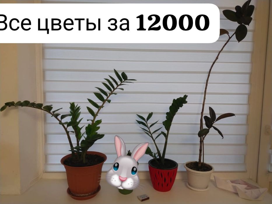 Цветы от 3500 тенге