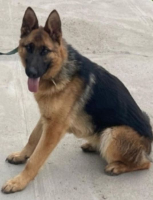 Продам щенка немецкой овчарки