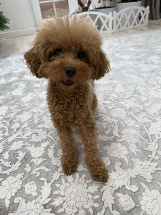 Продается Той пудель