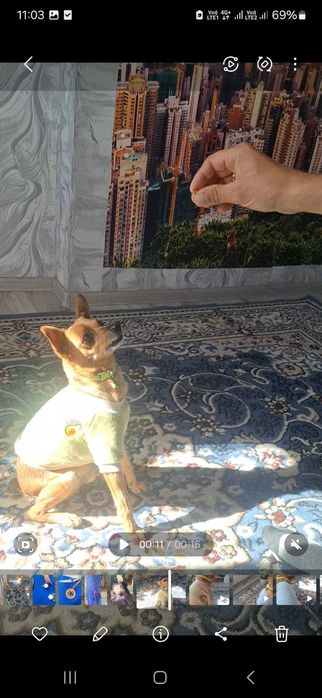 Мальчик той ищет невесту