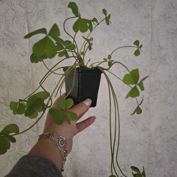 Детелина бяла и розова