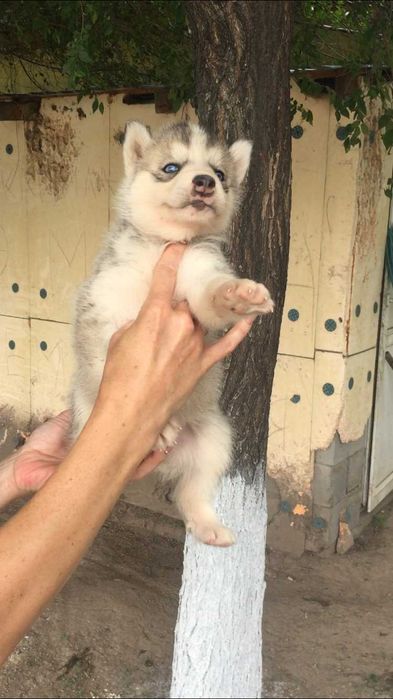 серебристая голубоглазая девочка хаски