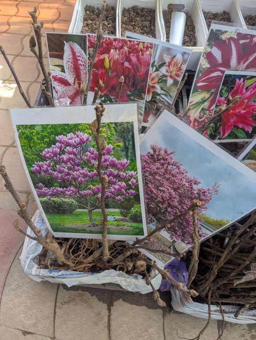 Продаются различные цветы