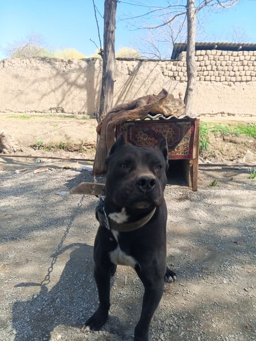 Uy kurikchisi it pidbul staf