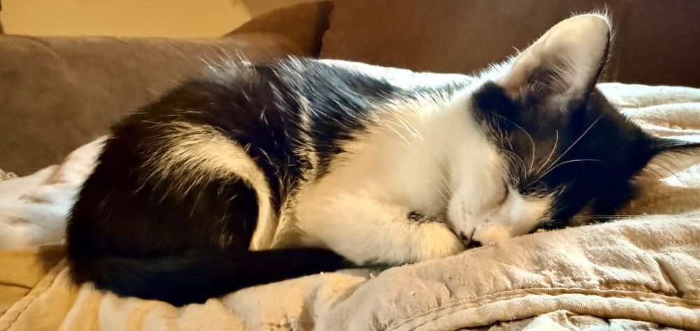 Donam pisicuta 7 luni