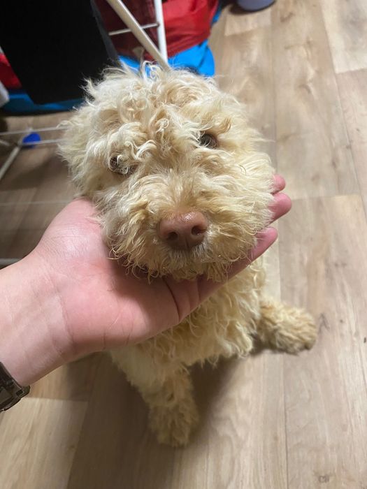 Лагото Романьоло