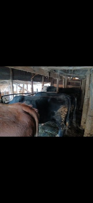 Продам коров быков