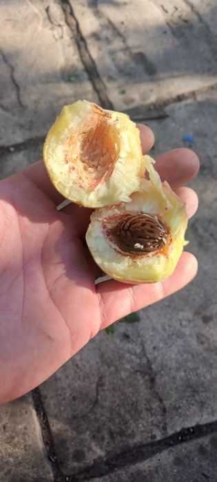 Piersici dulci zemoase si aromate