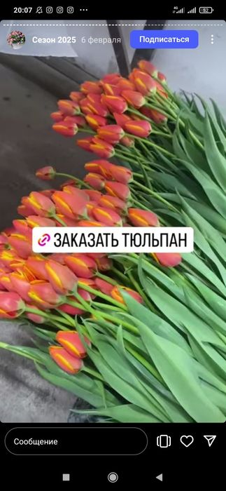 Тюльпаны урожай 2026