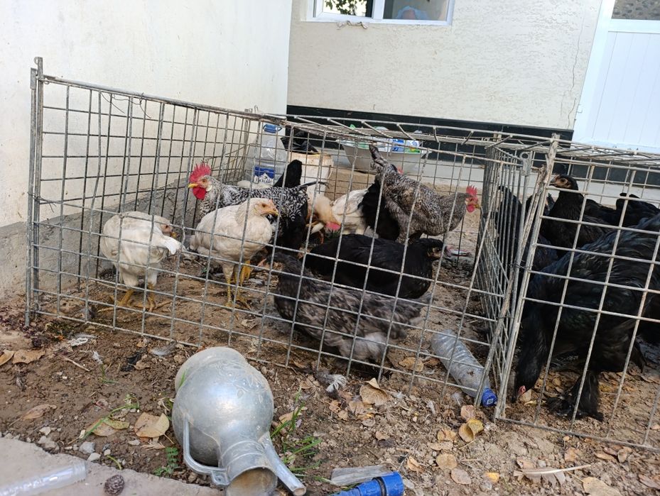 Damashni boqilgan jojala bor 4 5 oyli