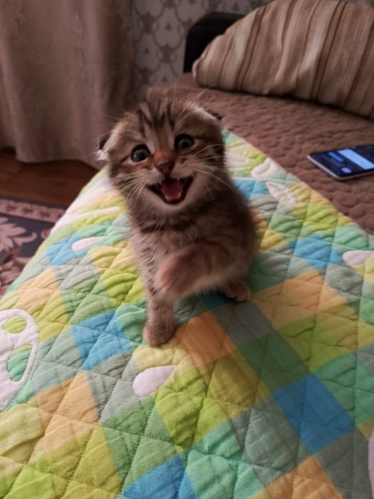 Вислоухие котята мальчики