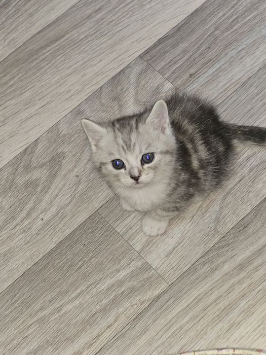 Мушук боласи жуда чиройли корсангз аник йокиб колвди расмдаги хакикий