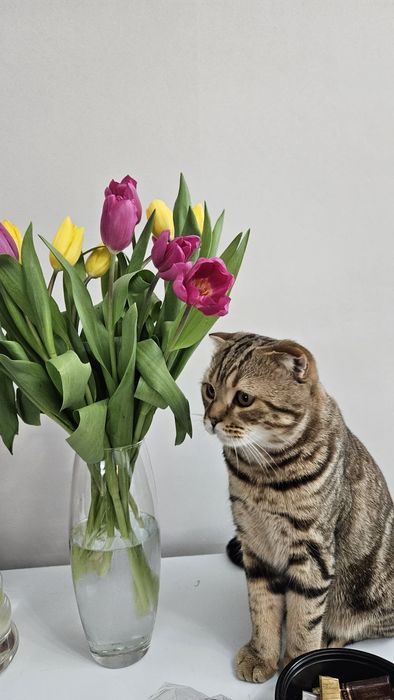 Ищем кошечку для вязки.