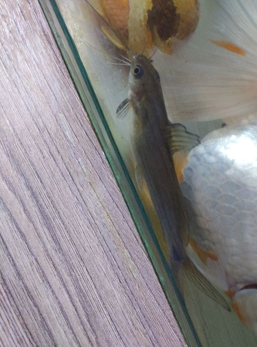 Повлиний сом аквариумный