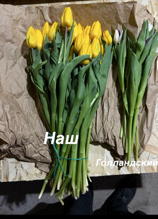 Тюльпаны крупные