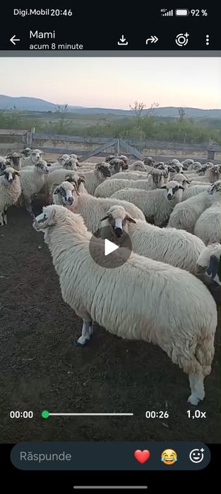 Vând oi țurcane !!