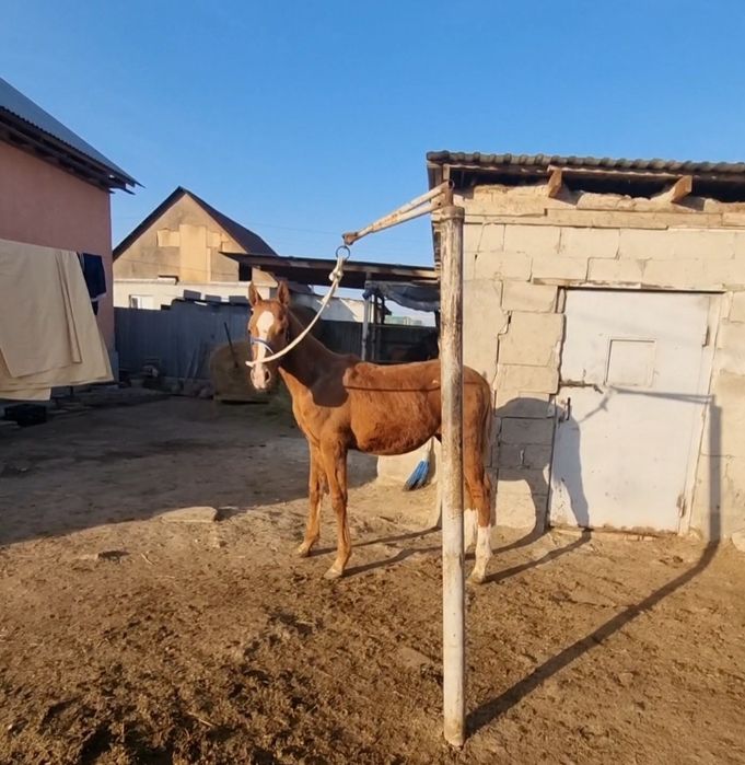 Таза қанды тай сатылады бағасы келісімді аяқ қолы сау Алматы қаласы