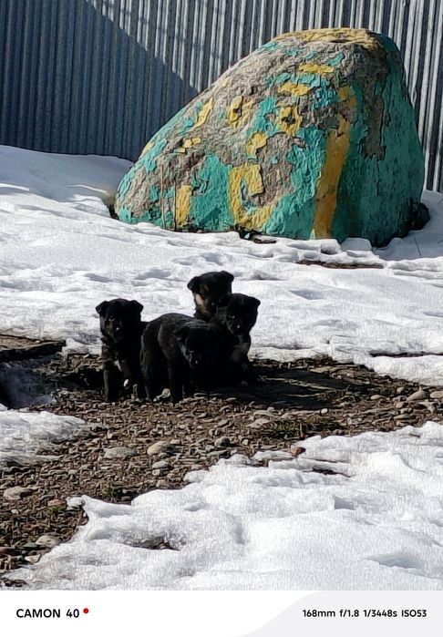 Отдам щенков, срочно пожалуйста