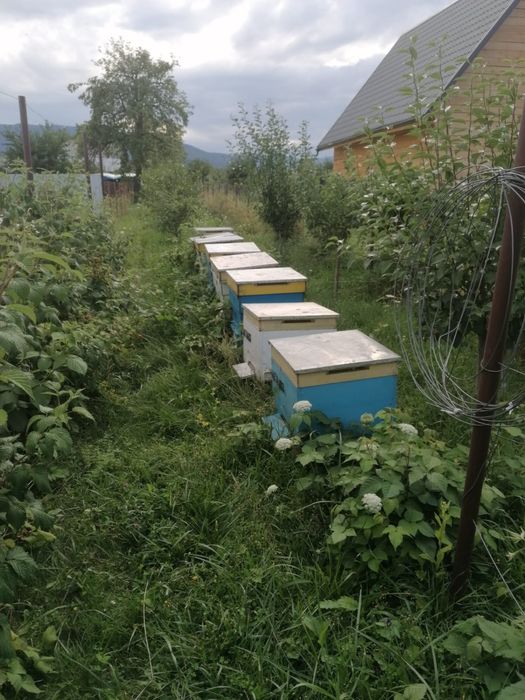 Familii de albine - 10 stupi