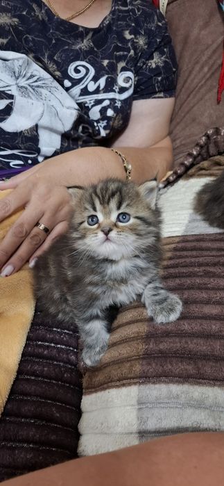 Настоящие шотландские котята