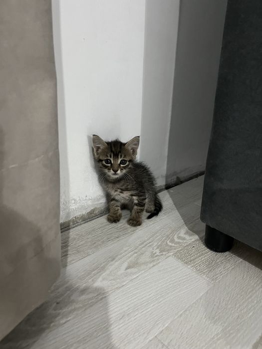 Кошки, котята, кот