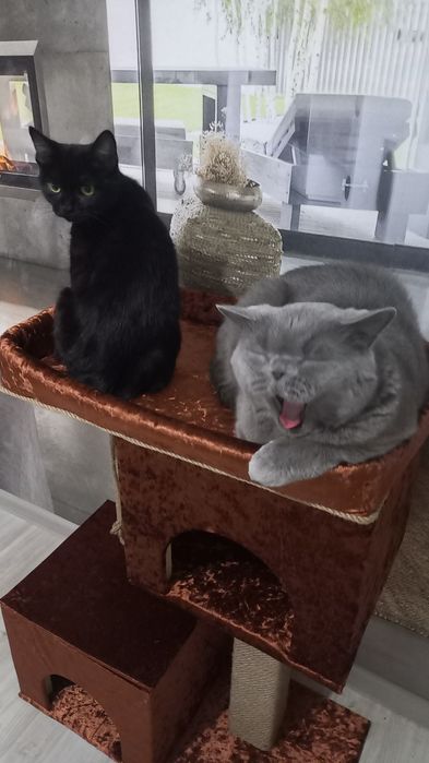 Когтеточки для кошек и собак