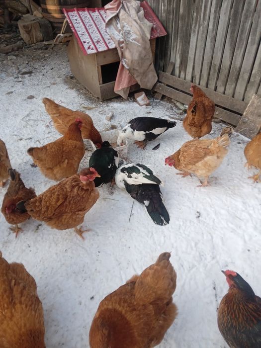 Vand rate mute sau lesesti