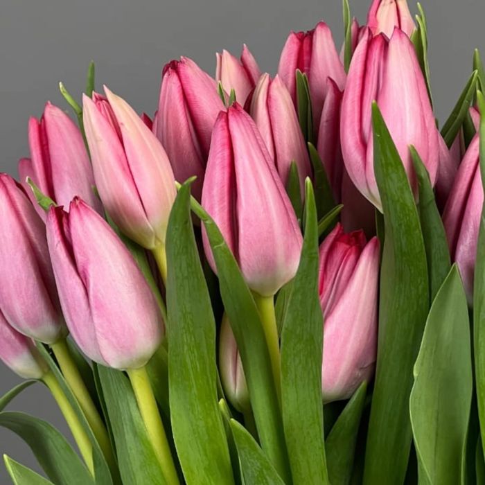 Голландские тюльпаны оптом