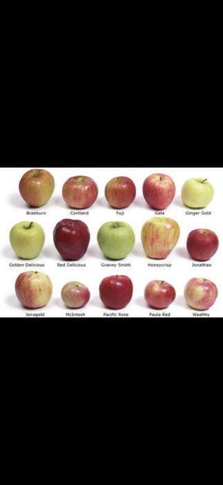 Pomi fructiferi:Cires.Prun.Alun.Nuc.Arbori:Tei.Mesteacan.Stejar.Castan