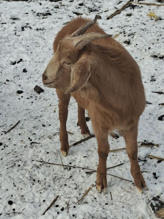 Schimb doi tapi cu gaini