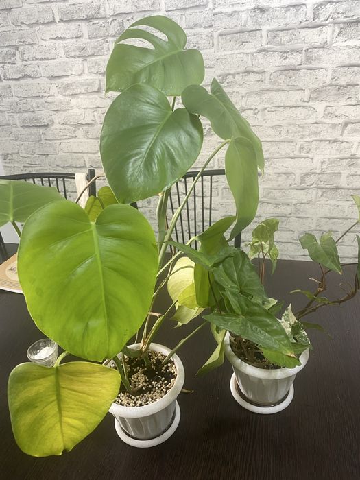 Продам цветы 2000 тг