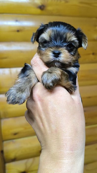 Йоркширские терьеры мальчики
