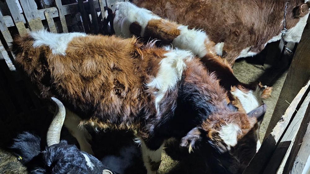 Продам дойных коров и телят