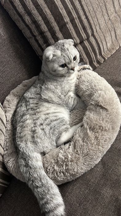 Шатланская Вислоухая мальчик