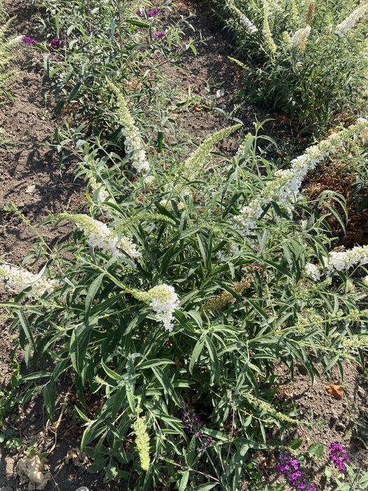 Liliacul de vara - Buddleja Davidii - Arbust ornamental